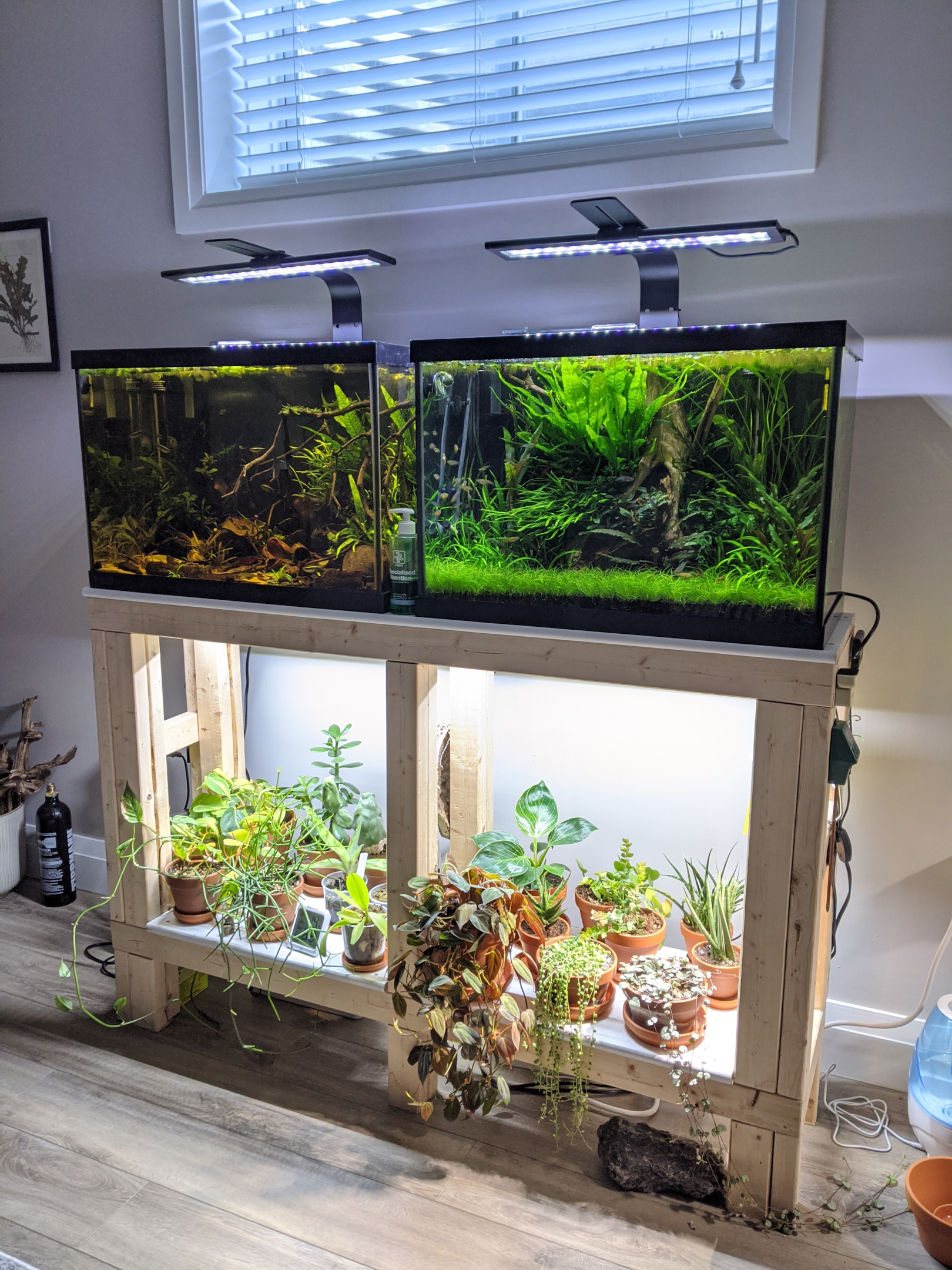 two planted aquariums