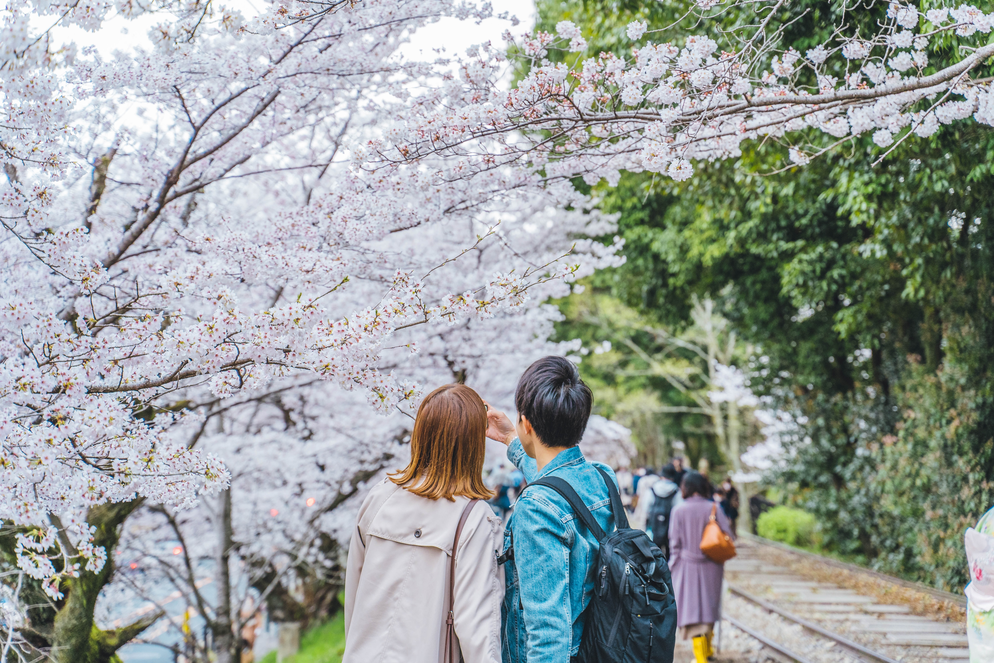 Japanese couple taking a selfie during Cherry Blossom in Kyoto, Japan. Photo by Romeo A.