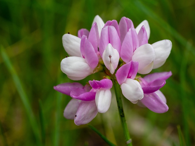 astragalus chinese medicines herb