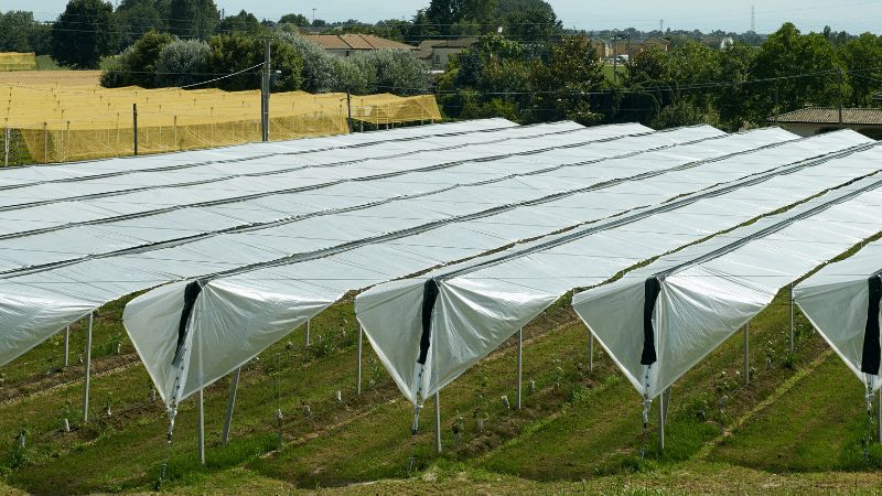 Bâches de protection contre la pluie en plastique pour Cherry