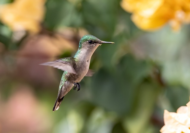 bird, ornithology, hummingbird