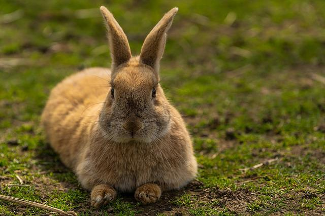Senior rabbit
