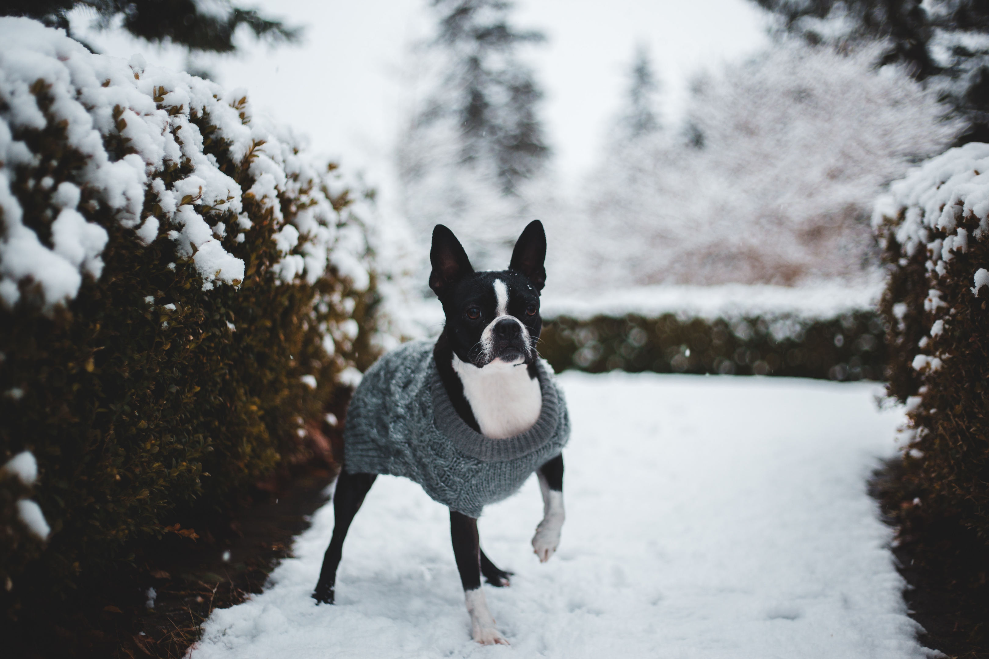 A Boston Terrier playing in the snow.