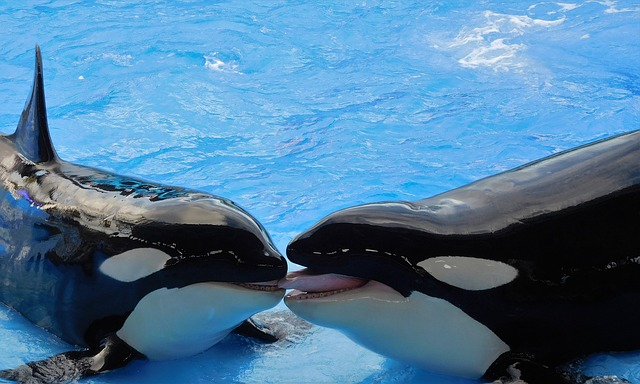 whales, killer whales, orcas, animals that start with K 