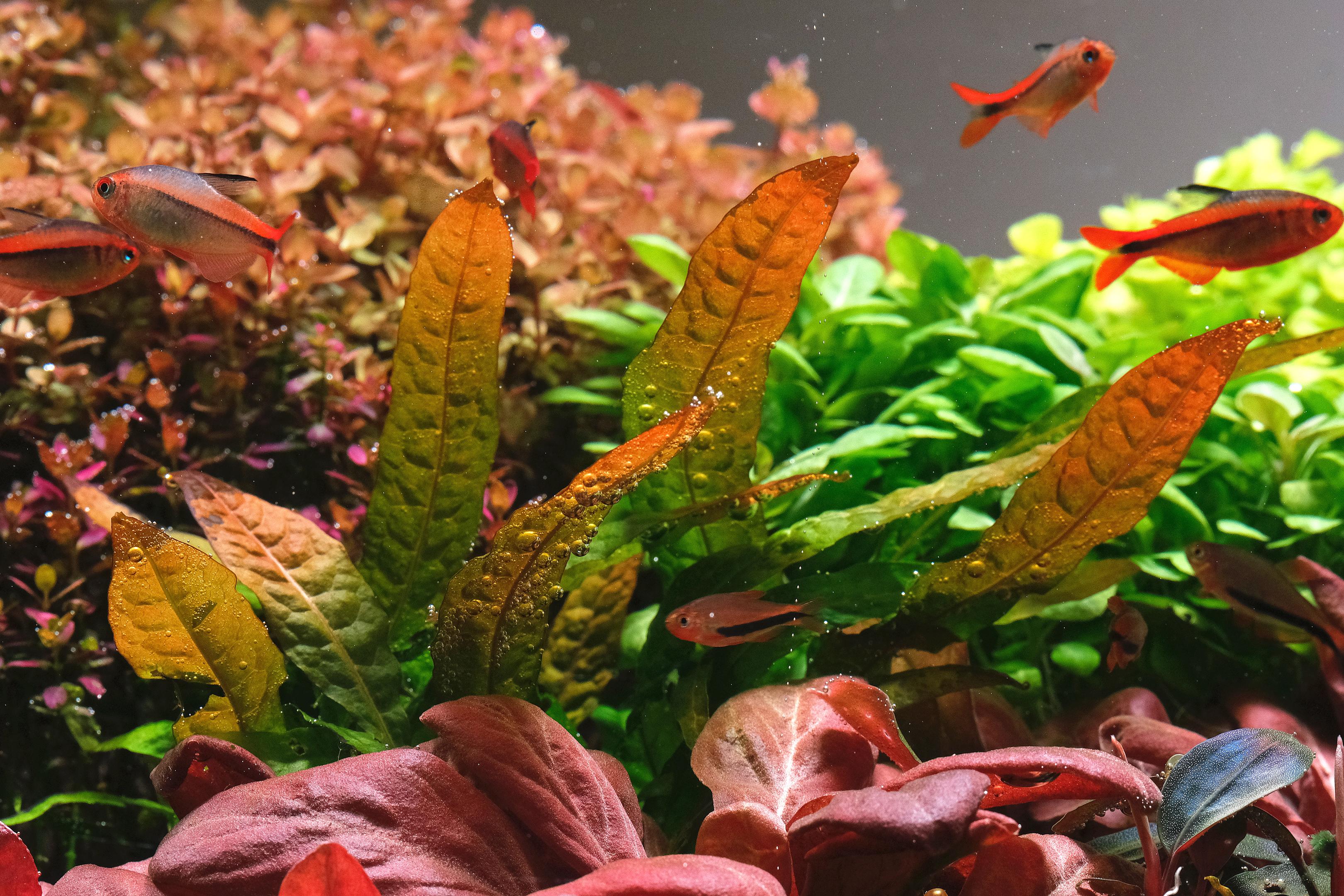 Java fern 'Orange narrow'
