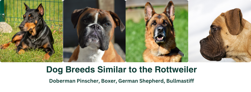 A photo collage of dog breeds similar to the Rottweiler