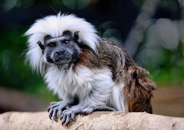 cotton-top tamarin, tamarin, monkey