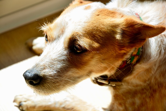dog, female dog, pet
