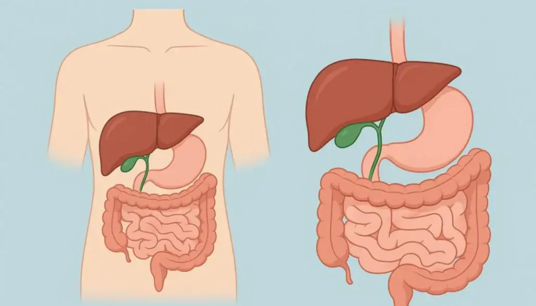 "Medisinsk illustrasjon av fordøyelsessystemet med lever, magesekk og tarmkanal, vist både i menneskekropp og separat diagram, brukt for undervisning og helseformidling."