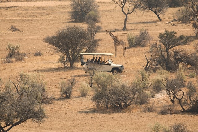 savannah, africa, safari, tour, trip, grassland, plants, nature, trees, giraffe, wilderness, south africa