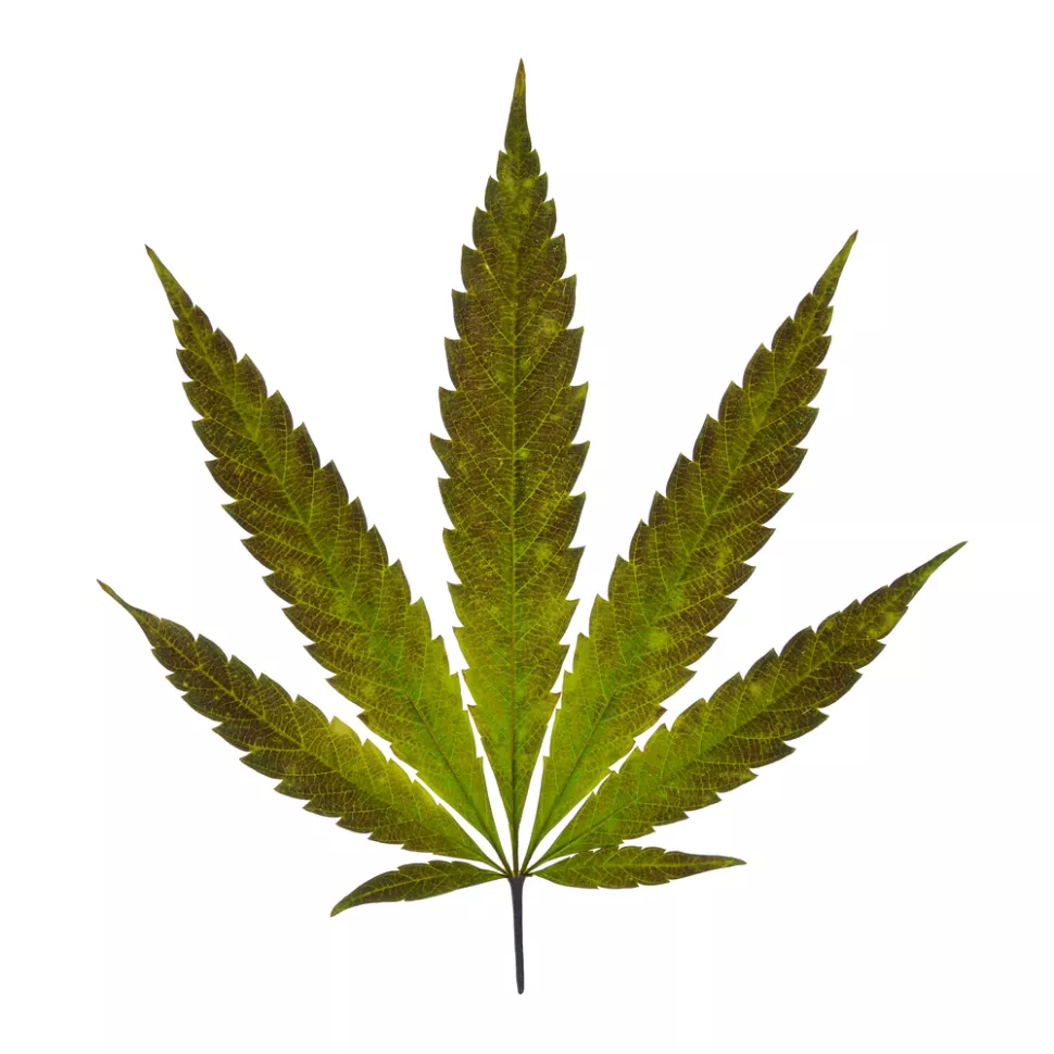 A Sativa leaf with serrated edges, with up to seven points