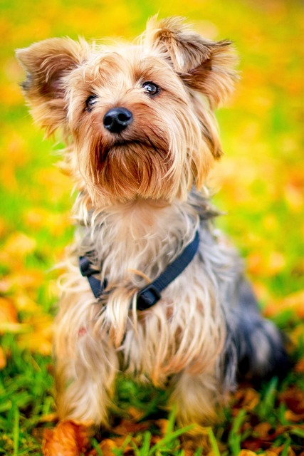 animal, dog, pet, floor length coat, yorkie's small stature, fashionable pet