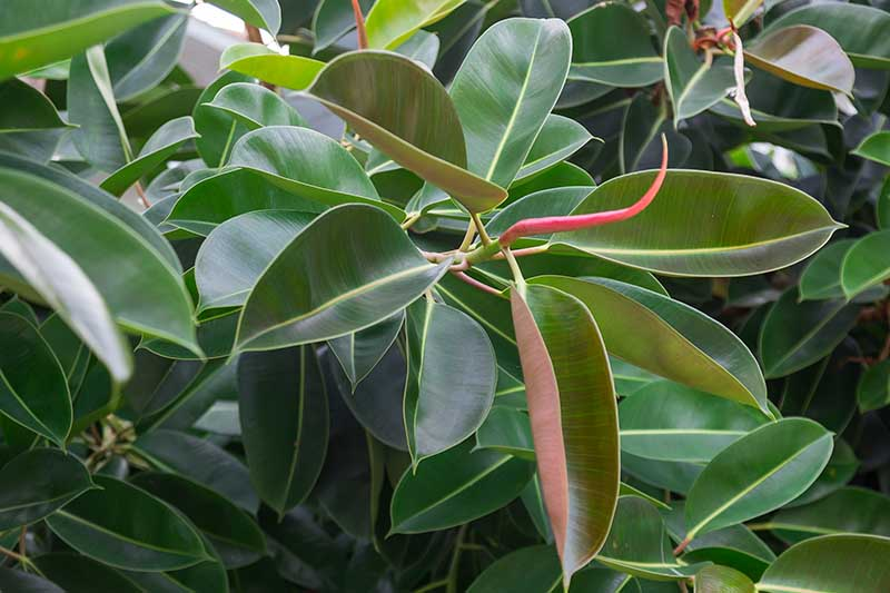 rubber plant, growing indoors