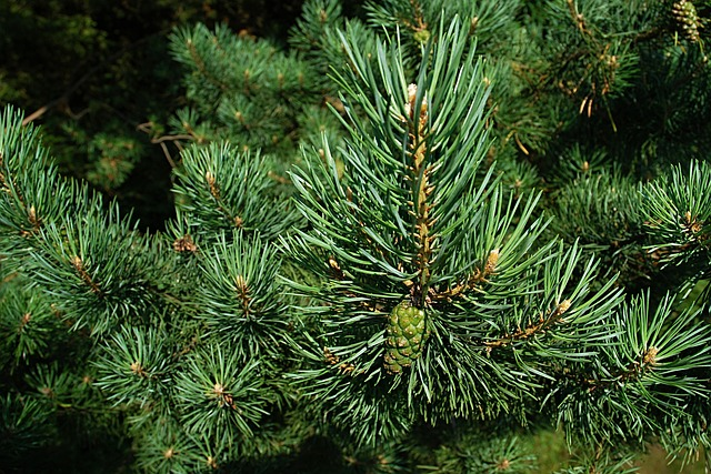 Pine has a natural herbal scent with anti-inflammatory effects.