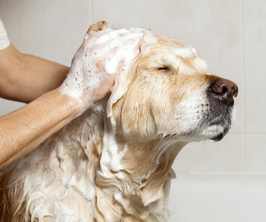 mild smelling shampoo, dog grooming