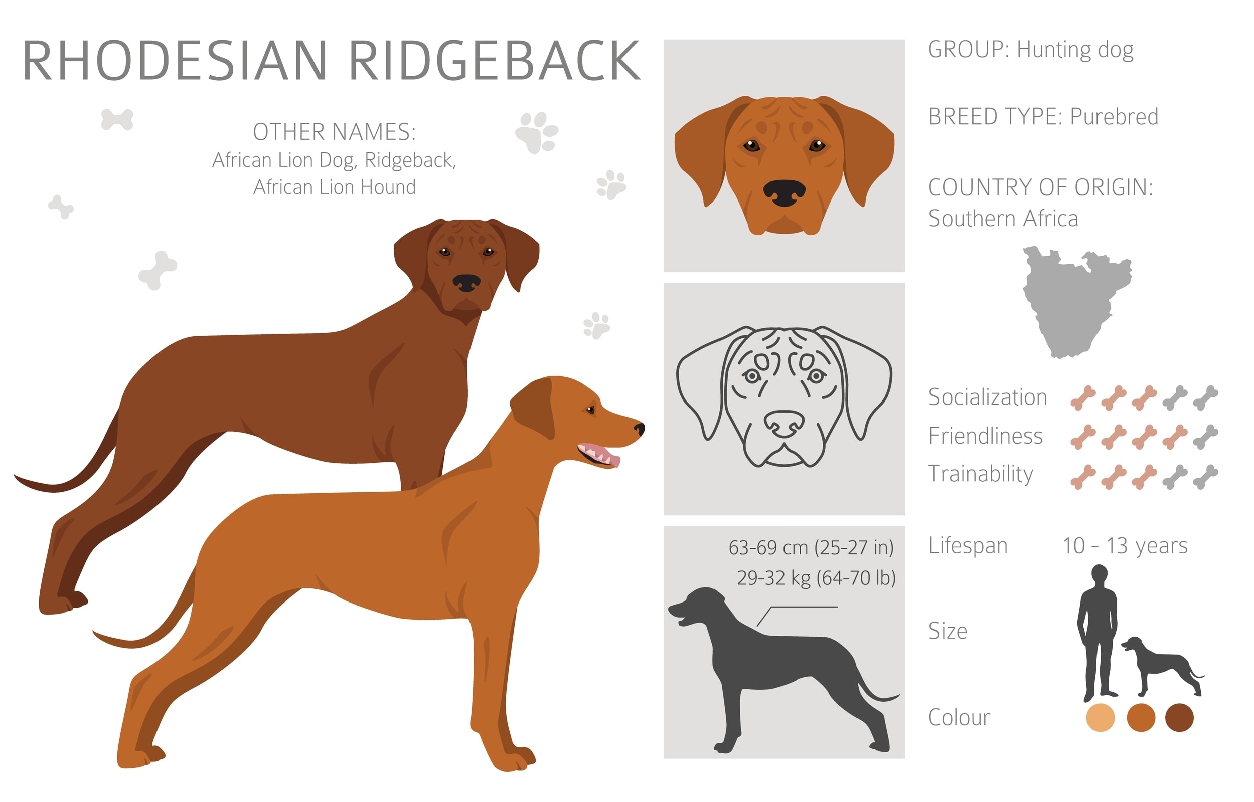 An infographic of the Rhodesian Ridgeback