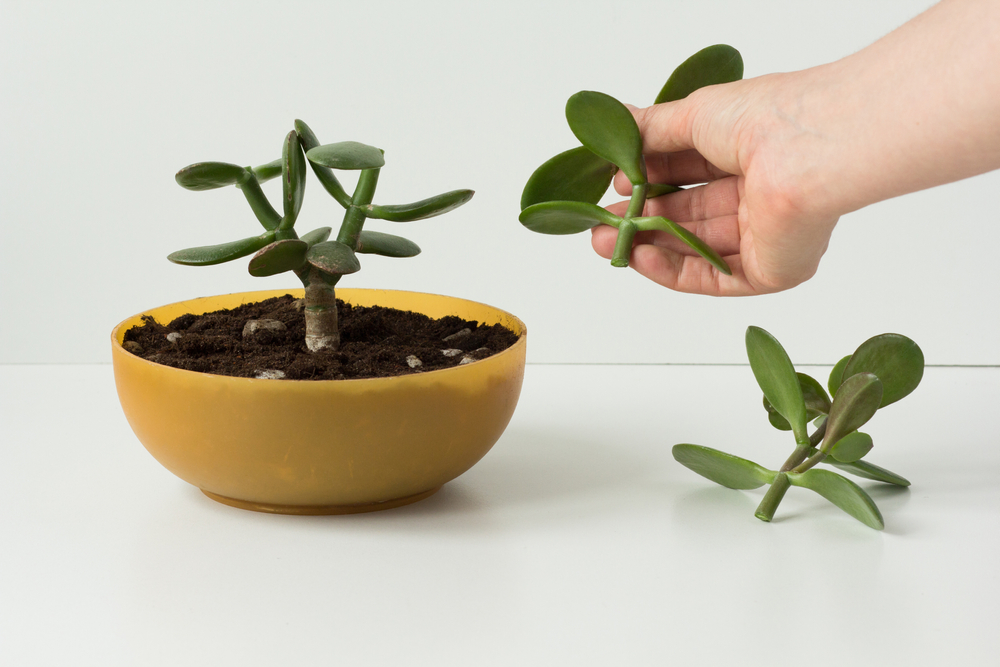 pruning jade plants