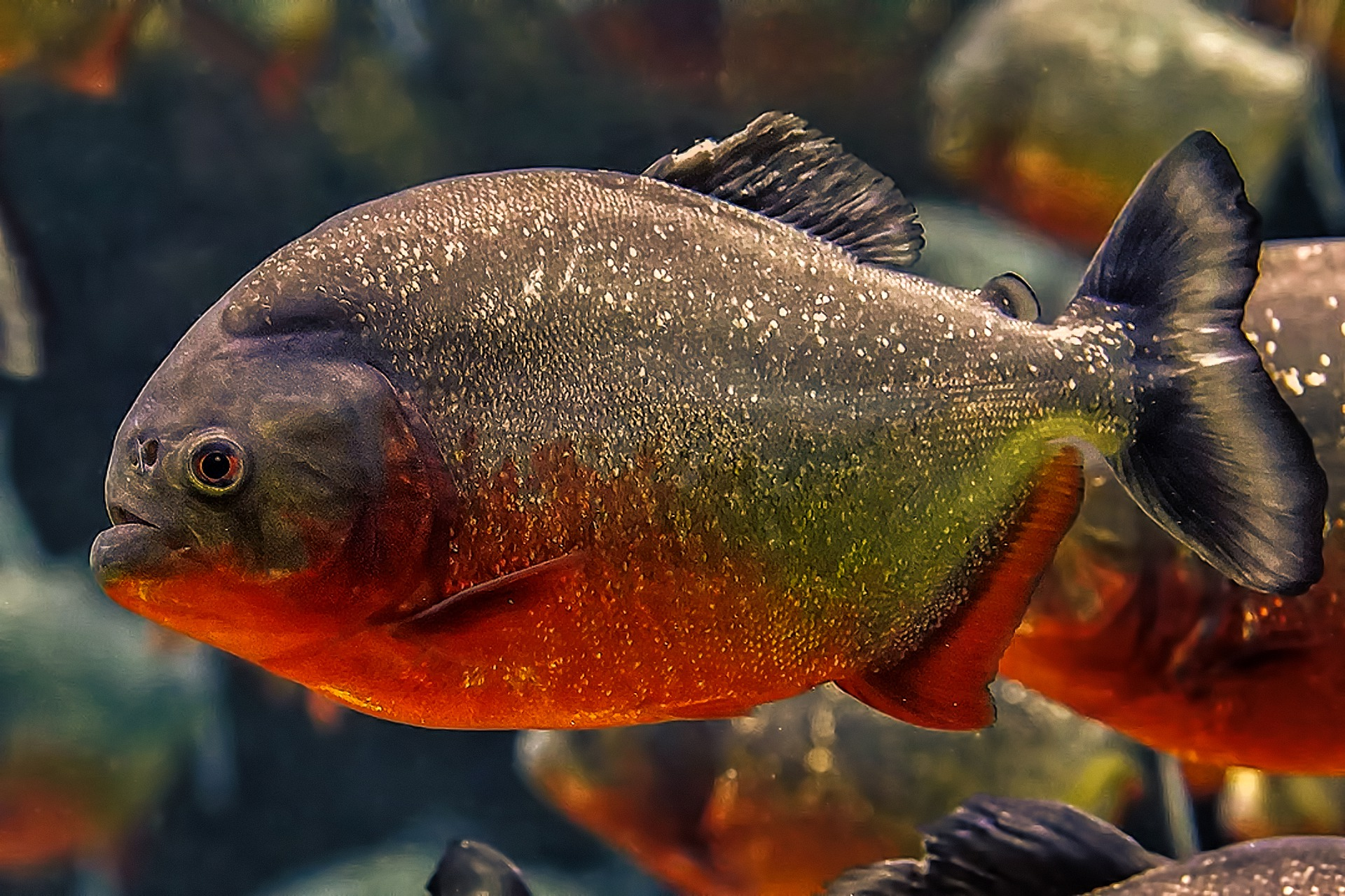 Red bellied piranha in the aquarium