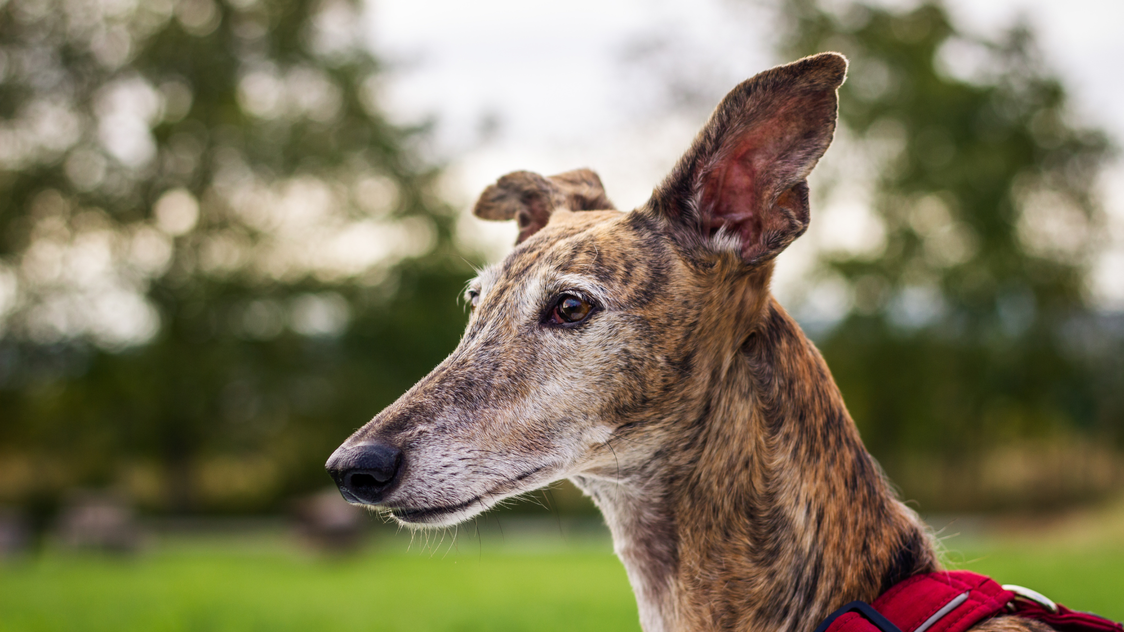 Side face view of the Spanish Greyhound which highlights the breed's facial features
