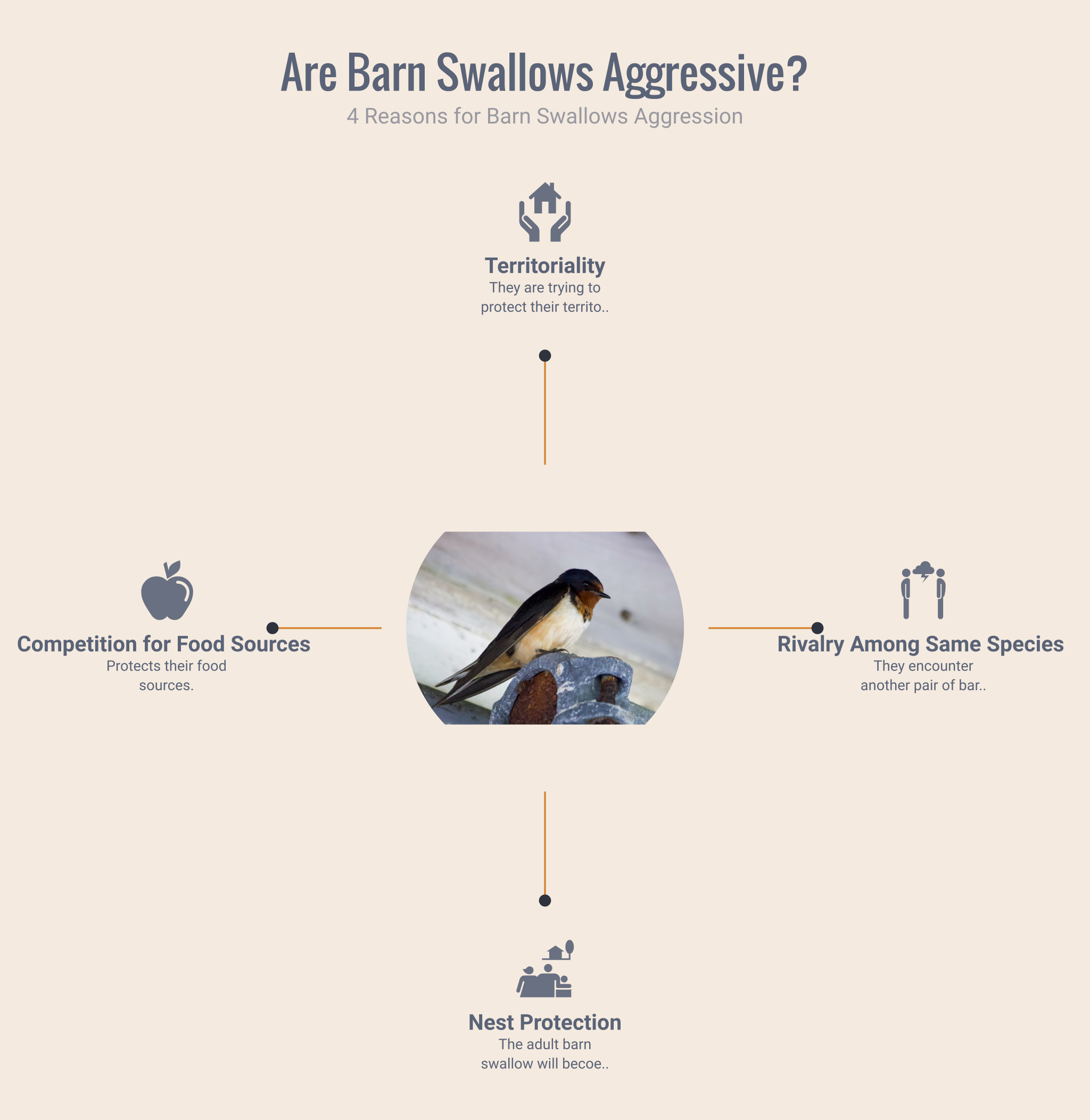 are barn swallows aggressive
