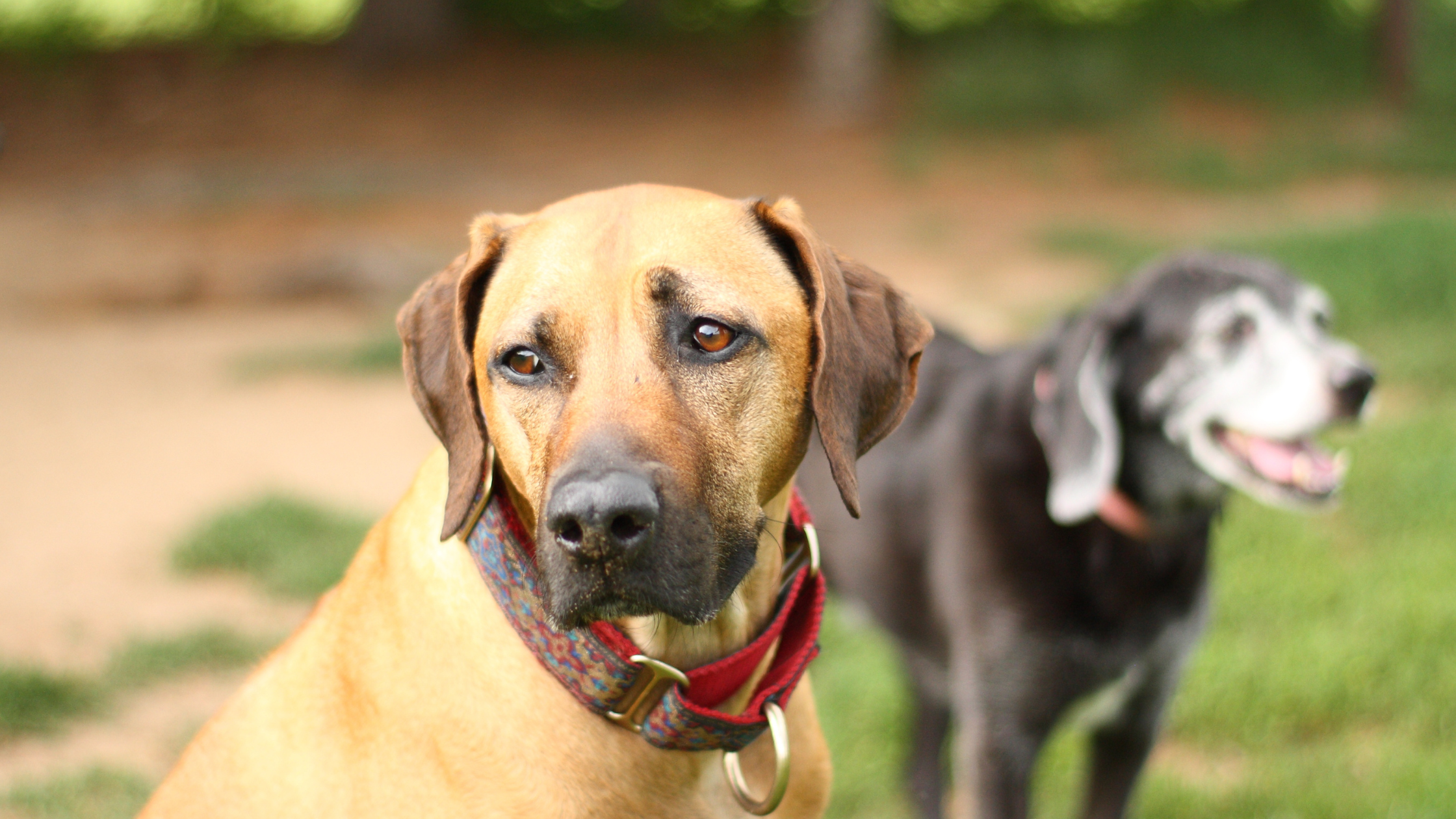 A Ridgeback and another dog breed outside in a dog park