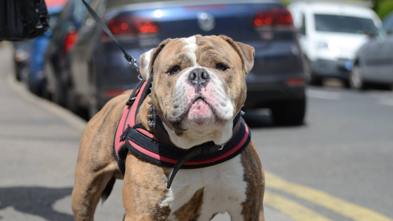 12 Unique Types of Bulldogs Along With Their Characteristics