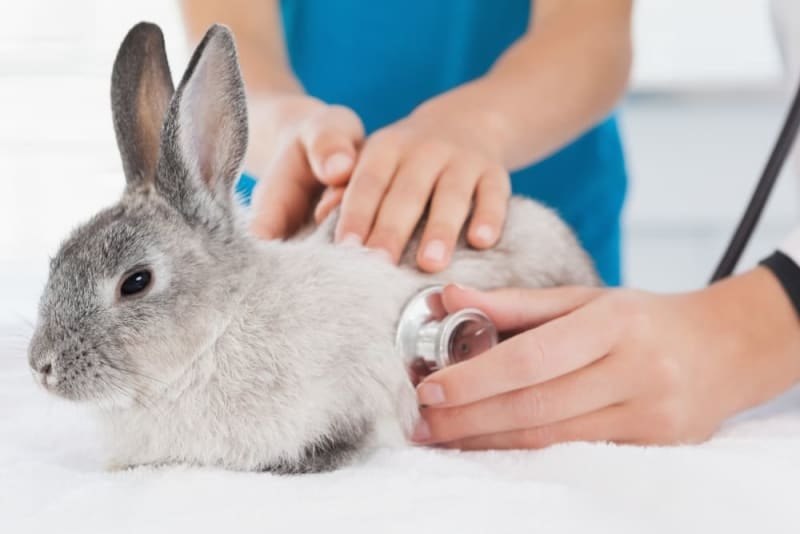 Preventative Care for bunnies