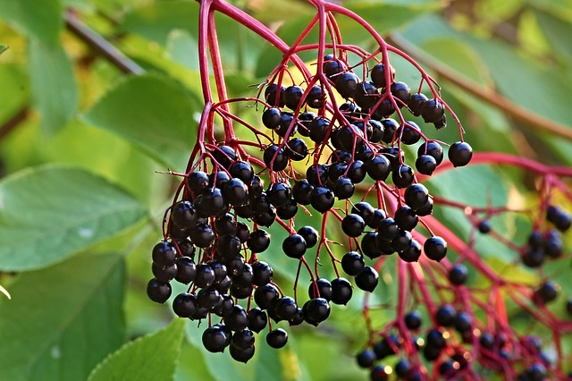 fresh berries