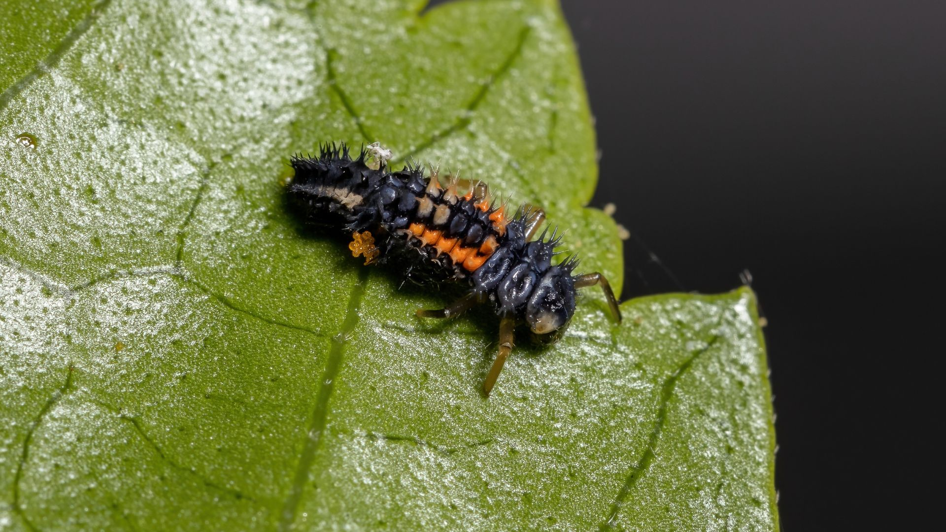 An image of a Asian lady beetle larva on a green leaf.
