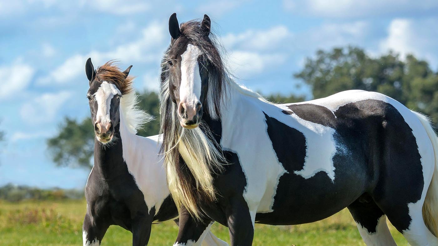 A Gypsy Mare and Foal