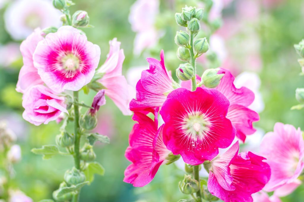 Hollyhocks