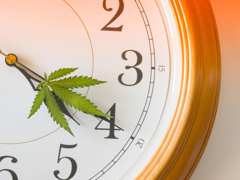 cannabis leaf on time clock