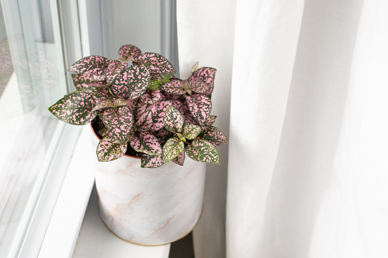 Hypoestes phyllostachya, small houseplants