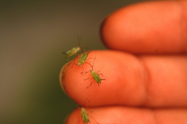 aphids, insect, pest, infestation, aphididae, lice, louse, lice, lice, lice, lice, lice, louse