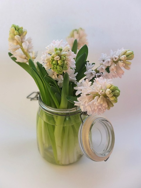 hyacinth, spring, bulbs