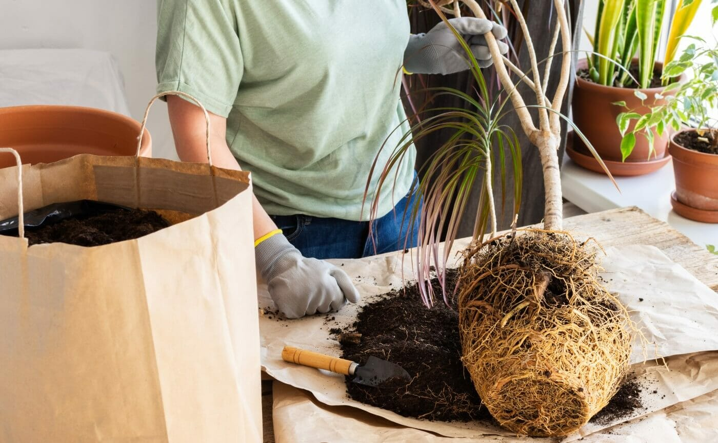 potting, repotting