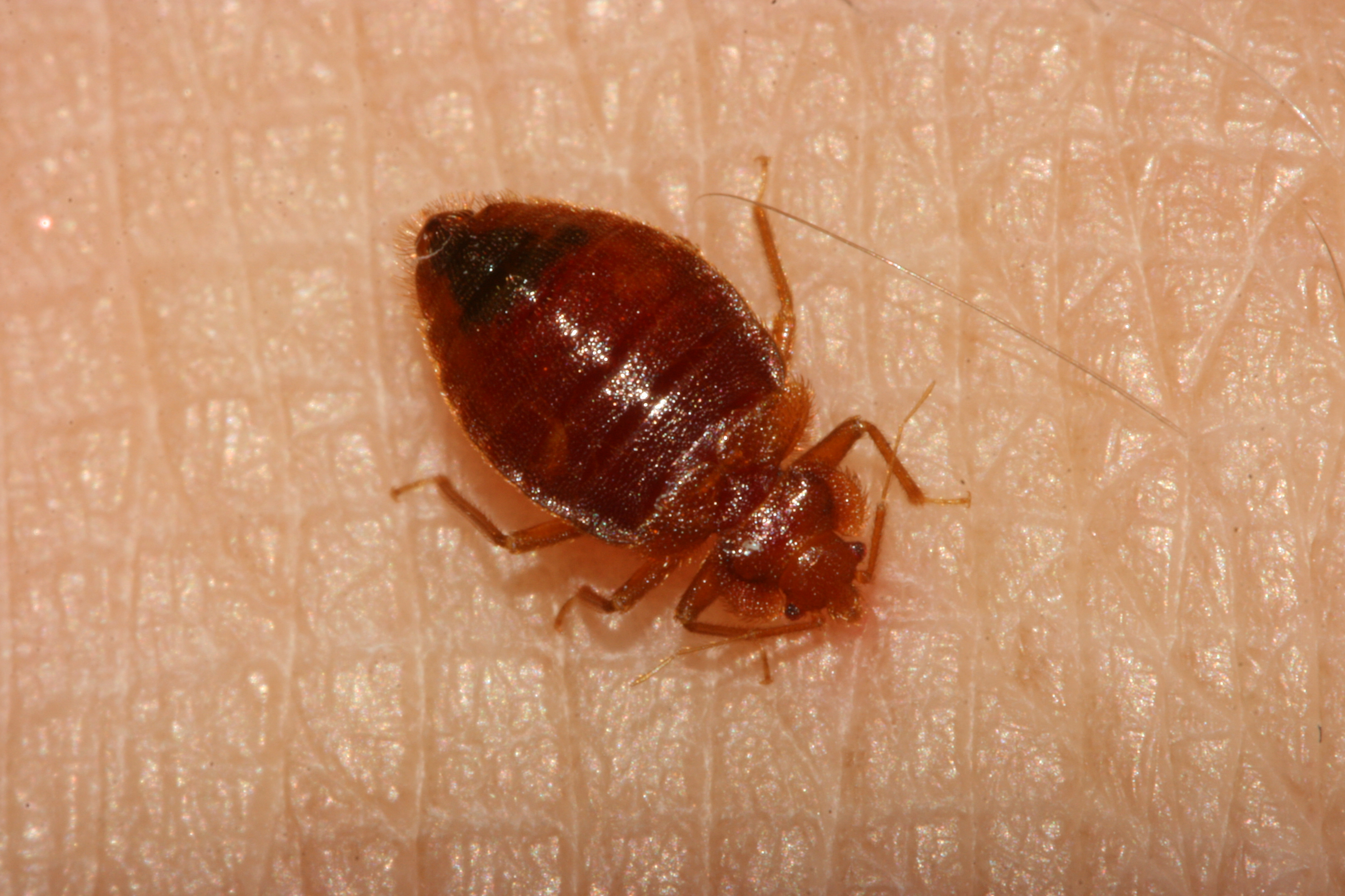 Avista Pest Control Everything You Need To Know About Bed Bug Casings