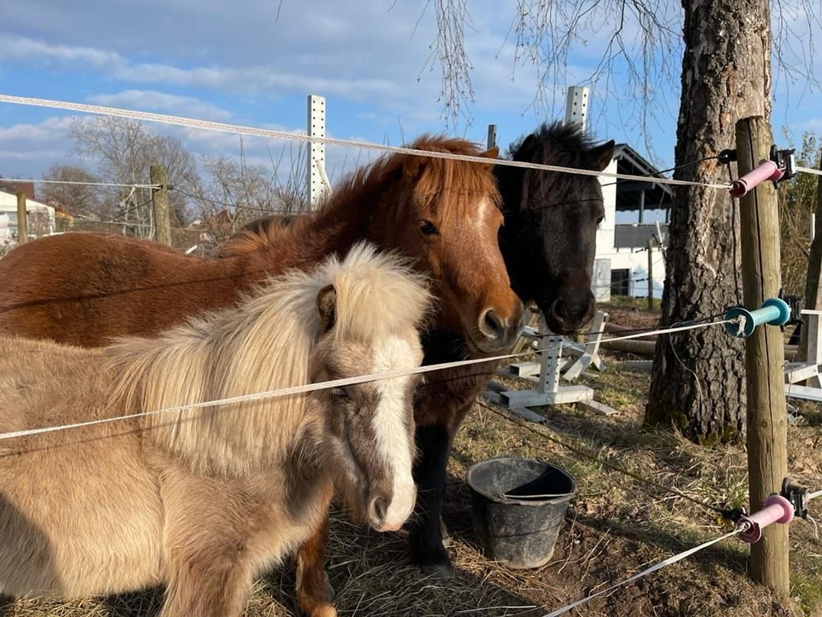 Three miniature horses next to a fence 