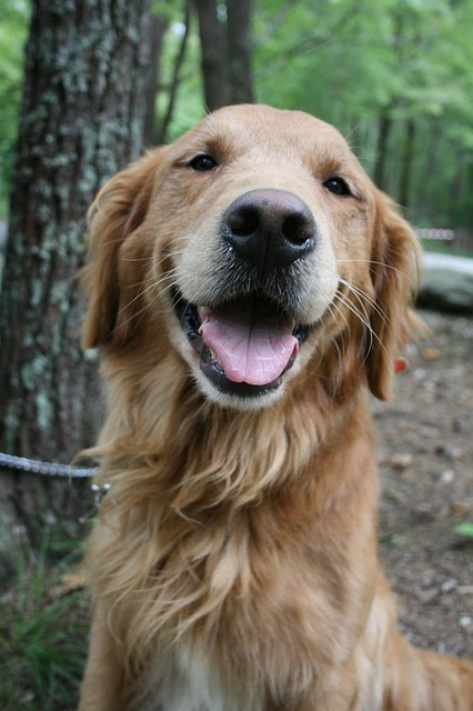 dog, golden retriever, labrador, labrador national breed club, adult dog