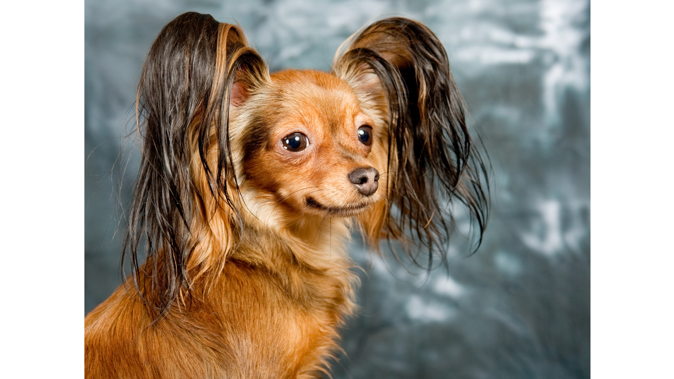A brown RTT face view highlighting their wavy distinct ears