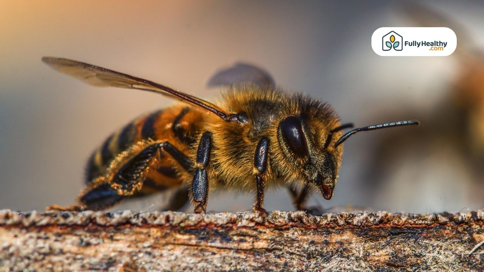 Close-up of a single honeybee resting on a wooden surface