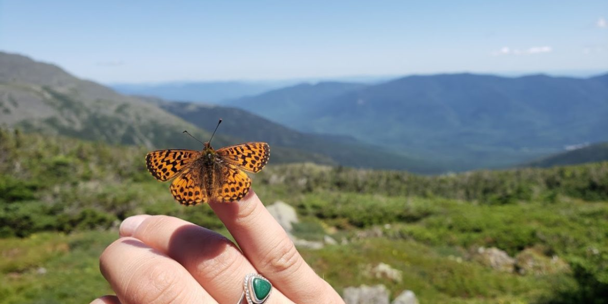 interesting animals in new hampshire