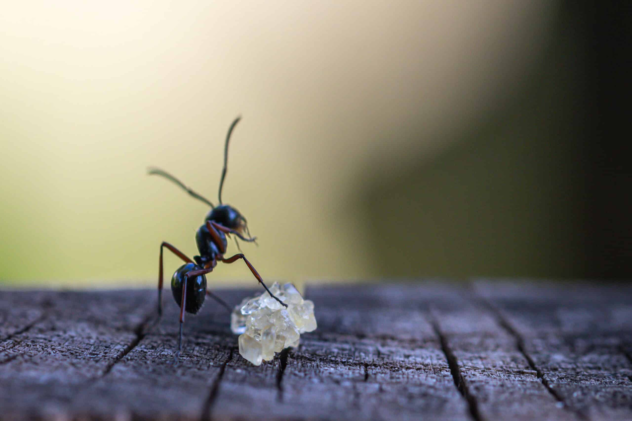 What Do Ants Eat? Exploring the Fascinating Dietary Habits of Ants