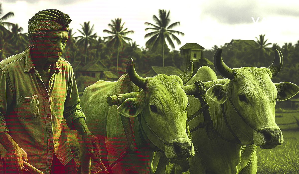 Un contadino locale balinese che lavora in una risaia con due buoi, mostrando metodi agricoli tradizionali.