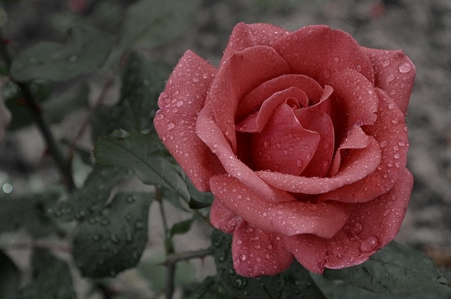 flower, rose, dewdrops