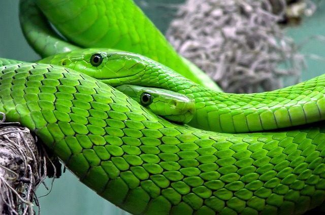 snakes, reptile, animals