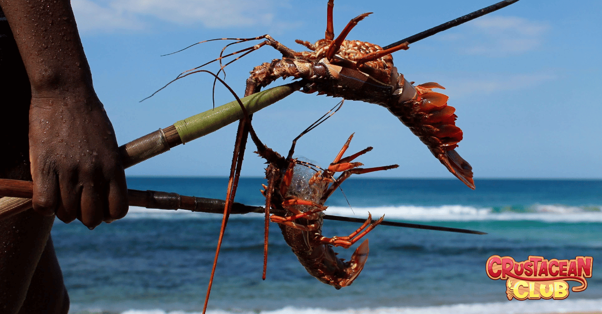 An image of caught lobster using the tickle stick method