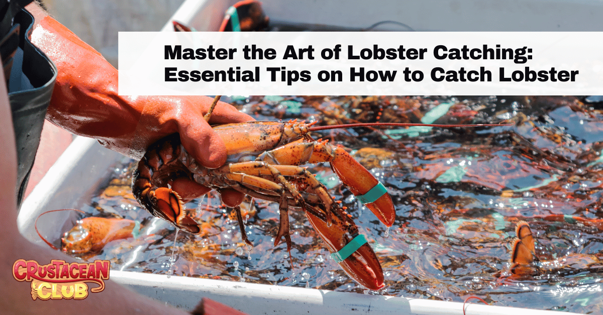 Master the Art of Lobster Catching: Essential Tips on How to Catch Lobster