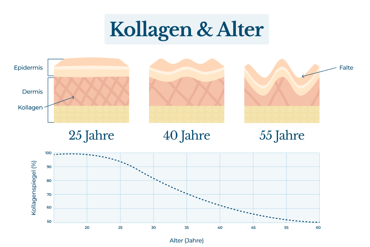 Körpereigene Kollagenproduktion im Verlauf des Lebens