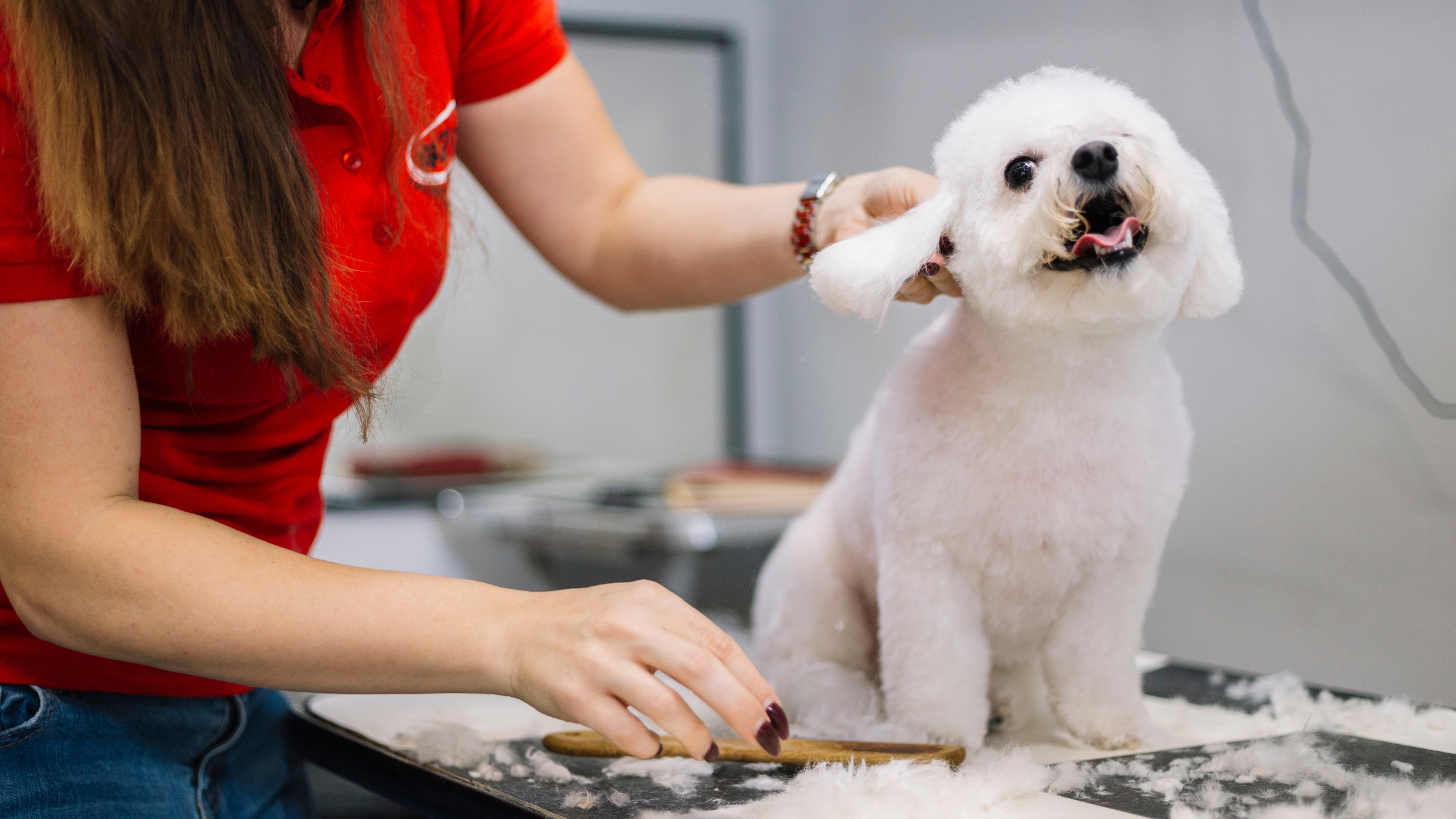 Dog grooming small business idea at home